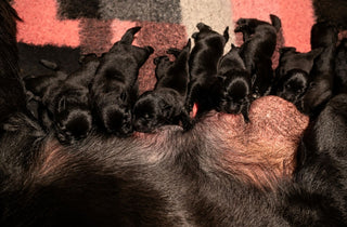 😰 “Het duurt te lang…” — spanning tijdens de bevalling bij honden