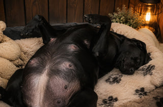De laatste drie weken van de dracht 🤰🐶