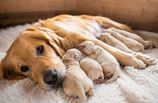 Moederhond ligt ontspannen dicht tegen haar pasgeboren pups aan in een warme, sfeervolle omgeving, vastgelegd in een brede groothoekfoto met zachte natuurlijke belichting.