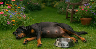 Drachtige honden &amp; voeding: wat heeft ze écht nodig?