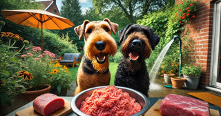 Gezonde tanden bij honden door KVV en natuurlijke brokken