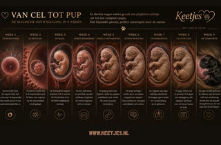 Biologisch weergegeven ontwikkeling van puppy’s in de baarmoeder gedurende negen weken dracht, van bevruchte eicel tot bijna geboren pup, in warme educatieve infographicstijl van Keetjes Fokkers.