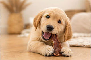 golden retriver pup in een warm eambiance met een keetjes snack