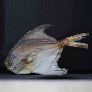 Pomfret