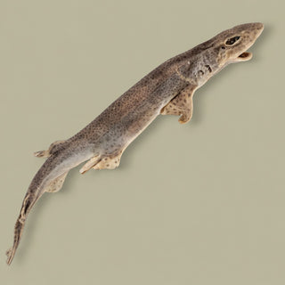 Hele gedroogde hondshaai van circa 60–80 cm