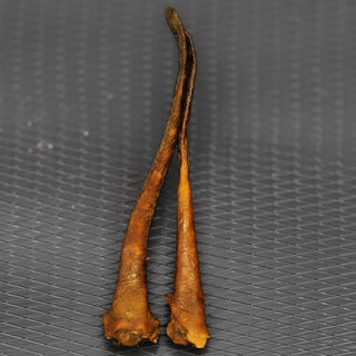 Wild Zwijn Staarten 1+1 GRATIS